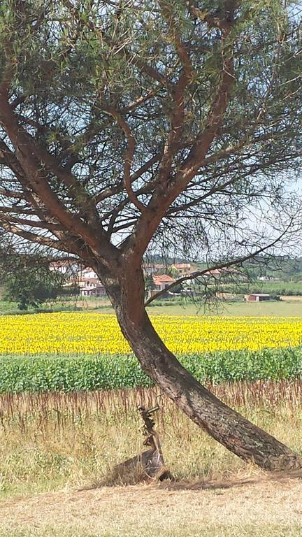 Agriturismo Le Baccane Винчи Экстерьер фото