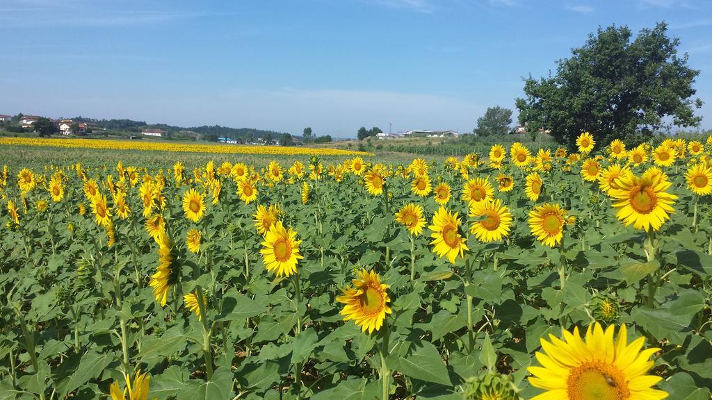 Agriturismo Le Baccane Винчи Экстерьер фото
